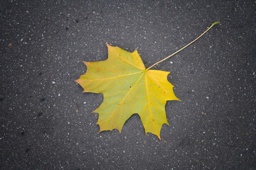 Lonely bright yellow leaf on dark asphalt