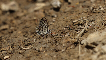 Wonderful colorful butterflies on the plants in the nature environment at noon
