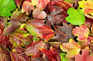 Bright autumn leaves.