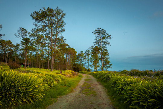 Camino en el bosque