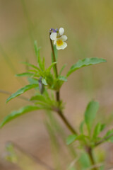  Acker-Stiefmütterchen (Viola arvensis) 