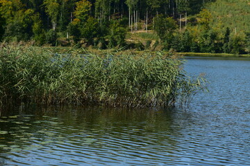 Common reed (Phragmites australis) growing in the lake.