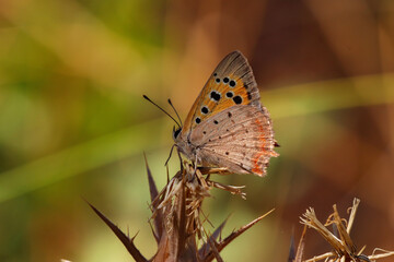 Fototapeta premium Wonderful colorful butterflies on the plants in the nature environment at noon 