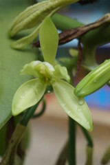 Vanilla flower that will bloom, Vanilla flower or in scientific name Vanilla planifolia, this flower will bloom before the vanilla fruit grows.