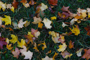 lot of maple leafs on the ground