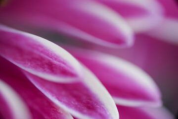 Petals of a flower out of focus in pink and white tones