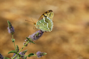 argynnis pandora butterfly standing on the plant