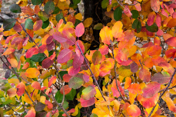 Colorful leaves on the tree can be used for background