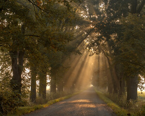 Obraz premium Aleja dębowa w promieniach słońca