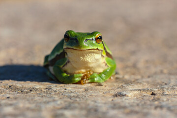 green frog in nature
