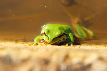 green frog in nature

