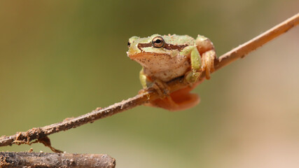 Obraz premium green frog in nature 