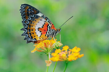 Fototapeta na wymiar A butterfly is looking for honey in lamtana flowers.