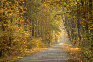 Fototapeta na wymiar Jesienna leśna droga
