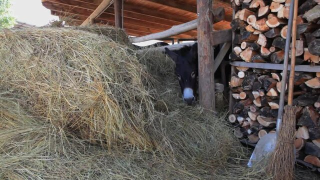 Donkey behind the fence eating hay on a farm 