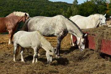 Two white horses in the countryside.