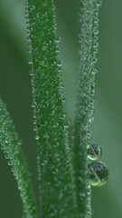 Źdźbła trawy w rosie. © Beata