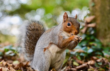 A cheeky little squirrel searching for a hiding nuts amongst the autumn leaves on  the ground ready for Winter.  Close up shot with bokeh background © 3 Eyed Raven
