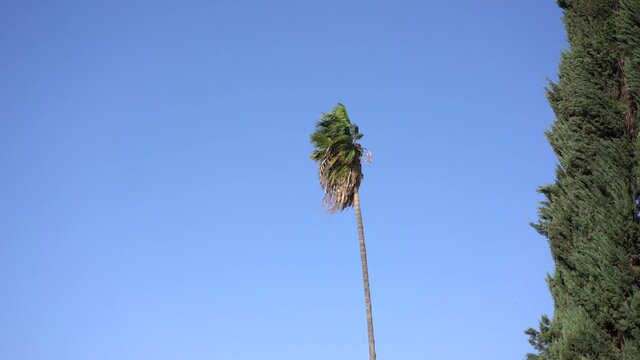 palm tree blowing in strong windy conditions