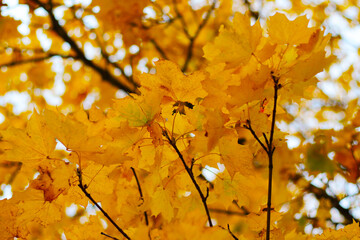 yellow leafs maple tree