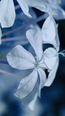 Błękitny kwiat ozdobnych krzewów. Makro. 