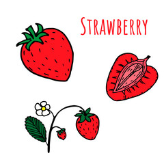 Set of isolated sketchy strawberries with flowers and leaves. Bright colors. Vector