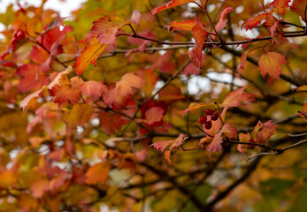Close-up of a potassium bush with berries against the sky on a sunny day.