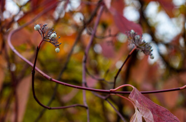 Symphoricarpos. Shrub with decorative white berries. Shrub, which blooms in autumn. Fruits of common snowberry, Symphoricarpos albus, snow berries, twig with white fruits in the garden. Melliferous.
