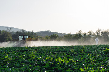 pesticide sprayer tractor field farmer vegetables cabbage harvest greens