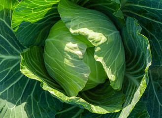 cabbage field green farm greenhouse background leaves head sun day