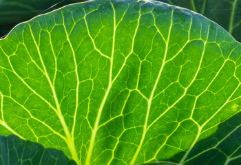 cabbage field green farm greenhouse background leaves head sun day