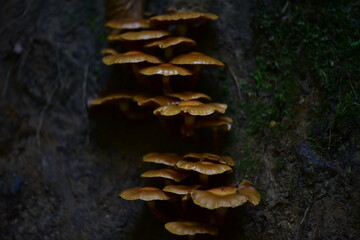 Wild forest mushrooms, brown in color. 