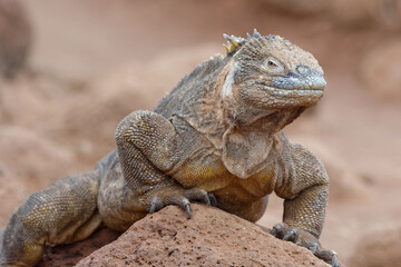 Fototapeta premium Galapagos land iguana (conolophus subcristatus), Ecuador