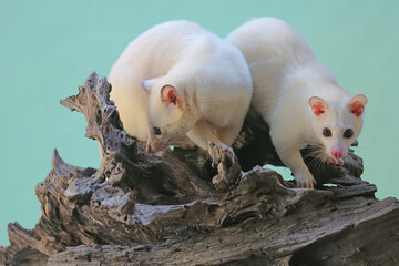 A pair of white civet cats are lurking prey on weathered log.