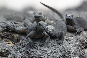 Galapagos marine iguanas (amblyrhynchus cristatus), Galapagos Islands, Ecuador