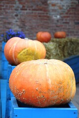 pumpkins and gourds