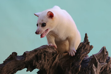 A white civet cat is showing aggressive behavior.