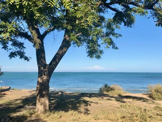 Lonely tree on the seashore in Odessa, Ukraine