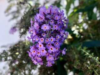 Obraz premium Beautiful purple summer flower