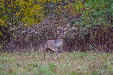 fallow deer stag in the forest