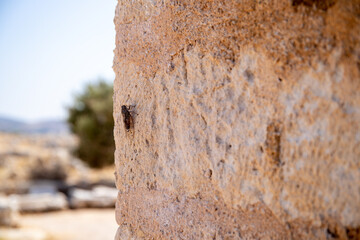Cicada on an old wall in Crete, Greece - obrazy, fototapety, plakaty