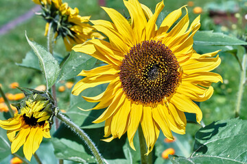 Obraz premium Blooming sunflower close up. Sunflower in the garden