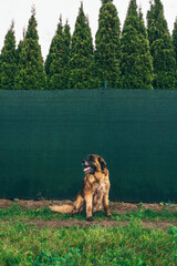 Healthy male leonberger dog in outdoor environment