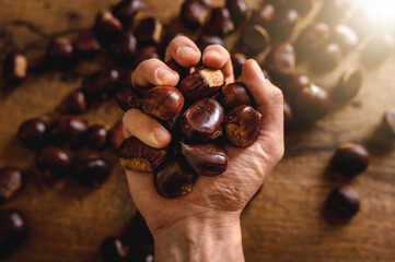 Top view man hand holding chestnuts, wooden table background with more fruits. Autumn, abundance, plenty, harvest concept.	