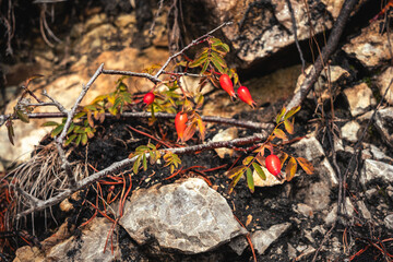 Obraz premium Herbstferien in Pfronten im Allgäu, auf dem Breitenberg