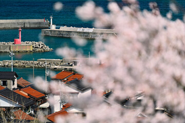 御津の桜