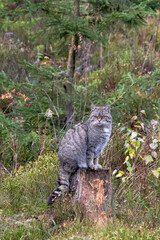 Wildkatze Merkmale