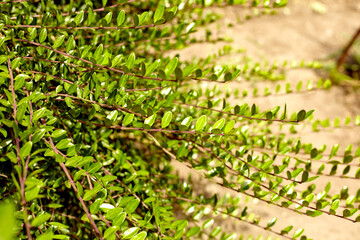 Garden bed with flowers gardening and farming concept. Flowers growing in garden  in open ground in farm. Farm homestead with agricultural and flowers landings. Plants closeup.