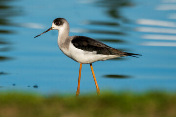 Black-winged Stilt Himantopus himantopus Costa Ballena Cadiz