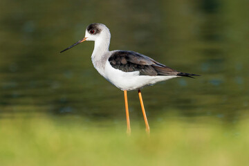 Black-winged Stilt Himantopus himantopus Costa Ballena Cadiz